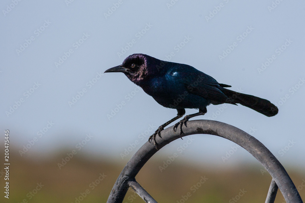Male boat-tailed grackled perched atop of a large valve wheel Male boat-tailed grackled perched atop of a large valve wheel