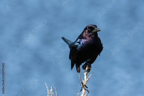 Male boat-tailed grackle against a vibrant blue rippled background
