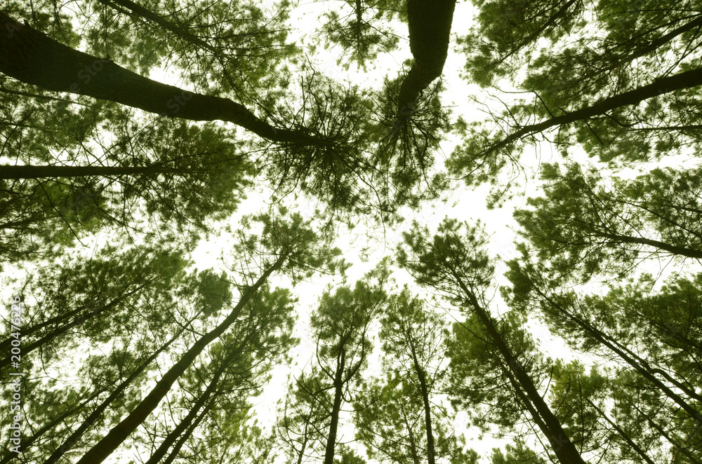 Fototapeta premium Pine forest