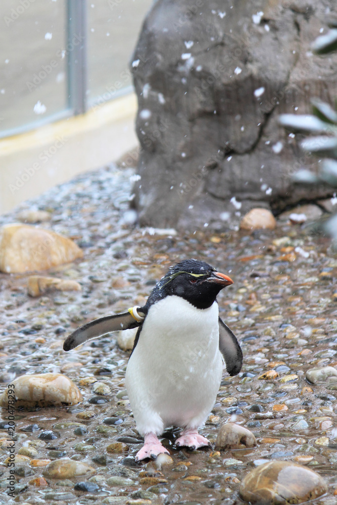 Naklejka premium 新潟市水族館 マリンピア日本海のミナミイワトビペンギンさん