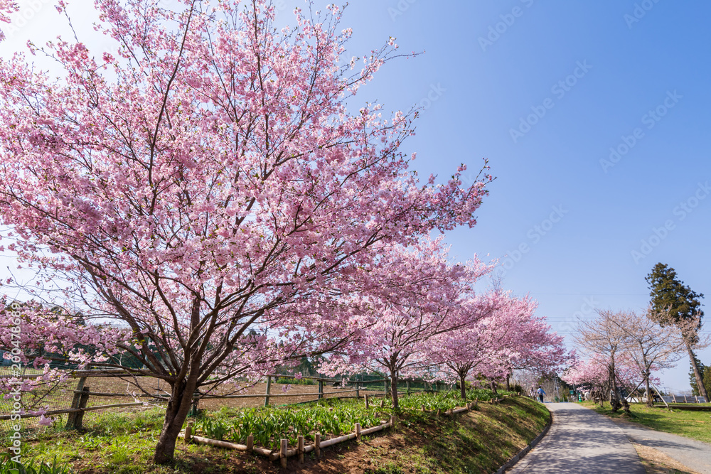 埼玉県秩父市 羊山公園の桜