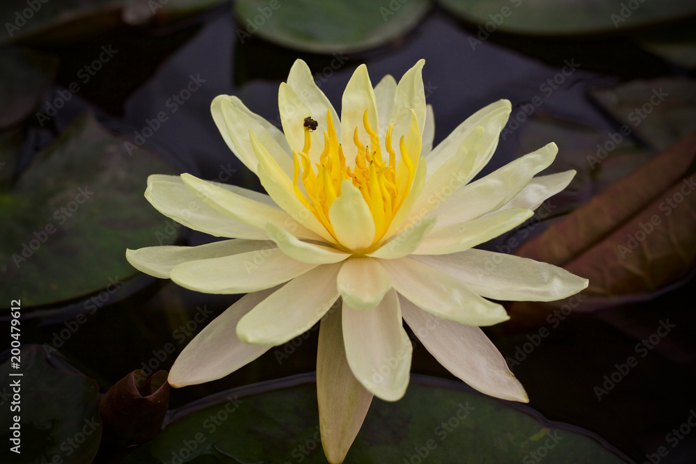 Lotus flower blossom beauty nature 