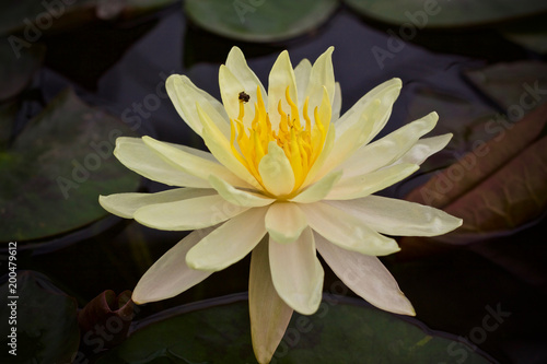 Lotus flower blossom beauty nature 
