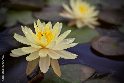 Lotus flower blossom beauty nature 