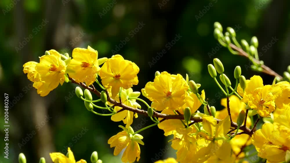 Apricot blossom (Ochna Integerrima), Yellow apricot flowers bloom in the New Year's Day traditional Tet in Vietnam Apricot blossom (Ochna Integerrima), Yellow apricot flowers bloom in the New Year's Day traditional Tet in Vietnam