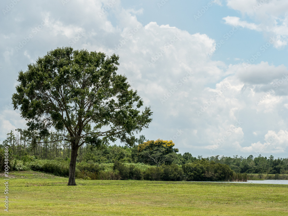 Large tree on a landscaped field next to a lake. Large tree on a landscaped field next to a lake.