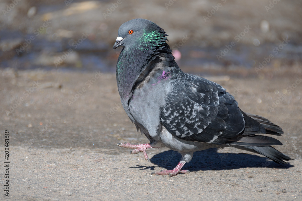 Fototapeta premium city pigeon walking on spring street