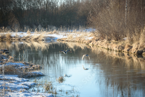 two geese flying over the spring water of the river © kulkann