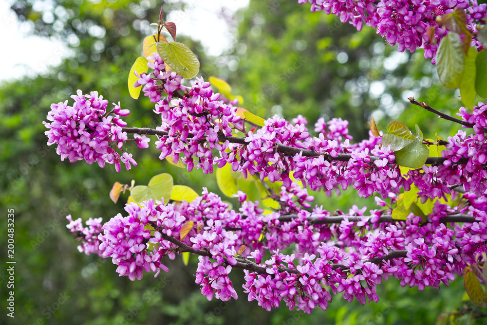 Obraz premium Blooming Judas tree