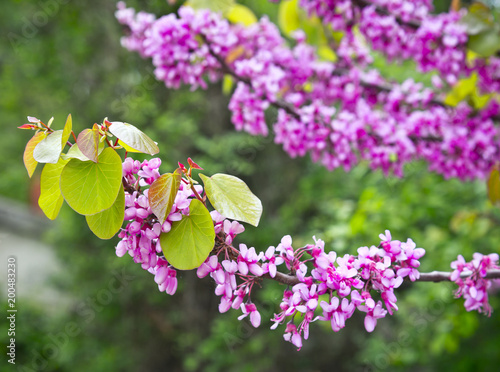 Blossom branches of Judas tree (Cercis siliquastrum) in spring park photo