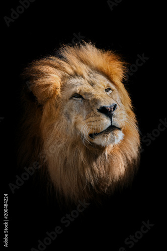 The lion  panthera leo. Portrait of majestic mammal. Face of african beast. Big male lion s head.