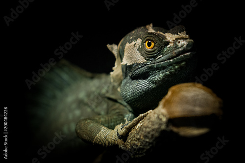 The plumed basilisk, Basiliscus plumifrons sitting on the tree. Night photo of green reptile with orange eyes. Animal green with bright yellow eyes and small bluish spots along the dorsal ridge. photo