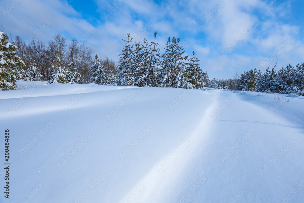 Fototapeta premium winter snowbound pine tree forest under a cloudy sky