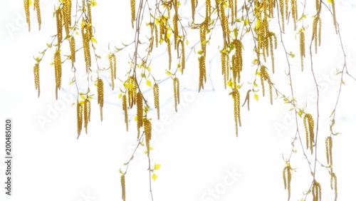 Birkenblüten vor weissem Hintergrund 