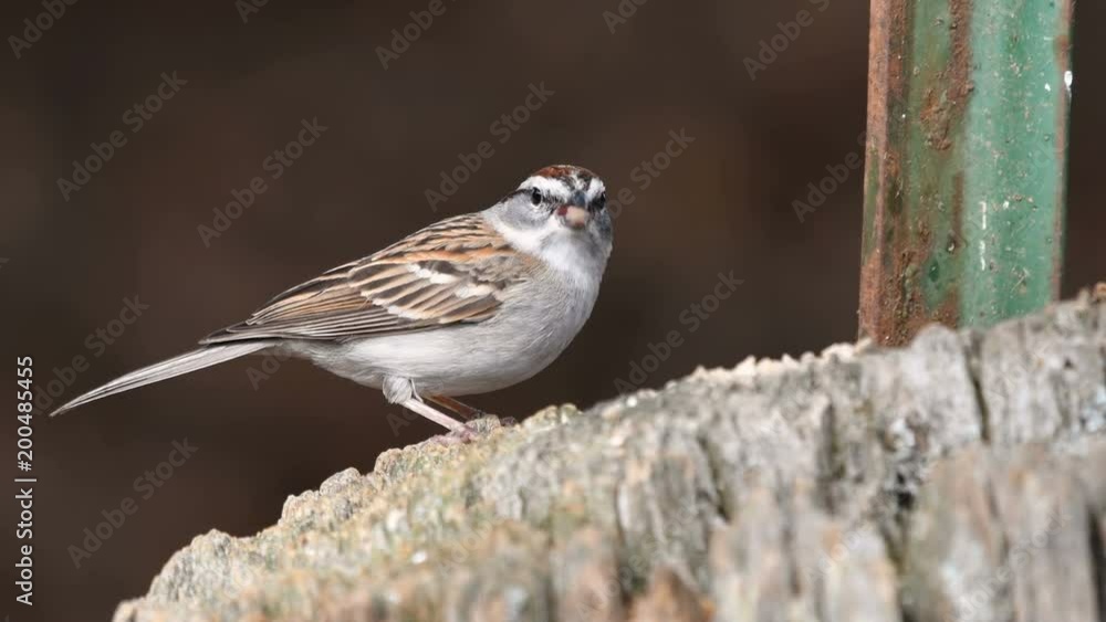 Chipping sparrow and northern cardinal bird on a wooden post Chipping sparrow and northern cardinal bird on a wooden post