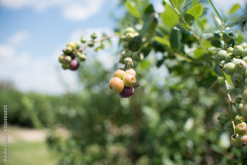 Field of blueberries, row of bushes with future berries against the blue sky. Farm with berries in sunny Florida. Field of blueberries, row of bushes with future berries against the blue sky. Farm with berries in sunny Florida.