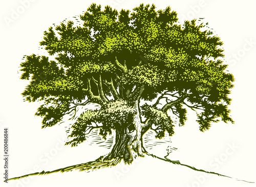 Naklejka Stare drzewo dębowe