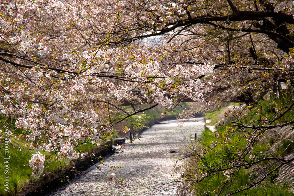 Cherry blossoms and flower rafts along the river of Funabashi City, Chiba Prefecture, Japan Cherry blossoms and flower rafts along the river of Funabashi City, Chiba Prefecture, Japan