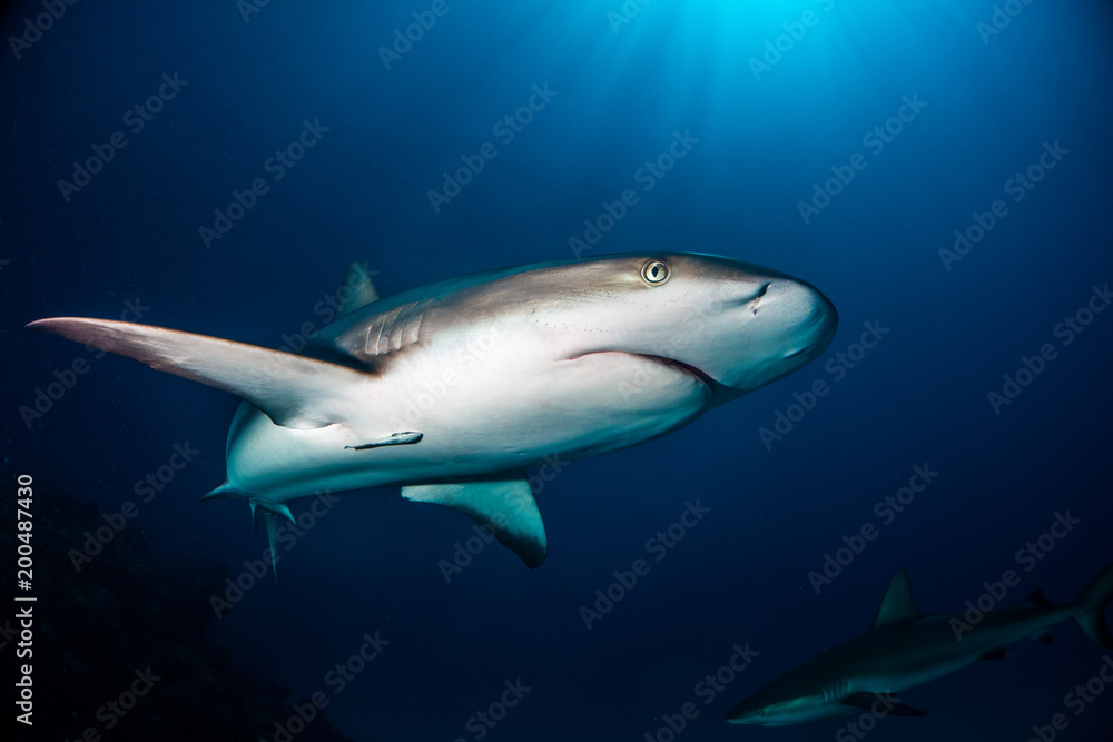 Reef Shark Bahamas Reef Shark Bahamas