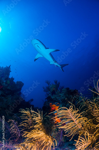 Caribbean reef shark over reef photo