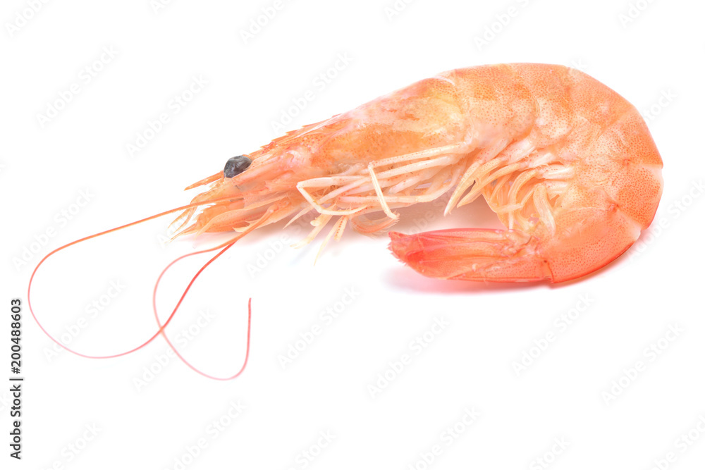 Fresh shrimps Fresh shrimps