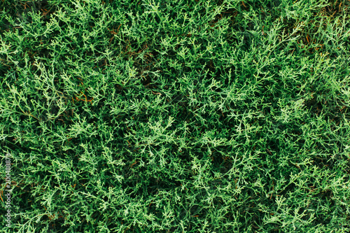 Textural background of cypress greenery close-up