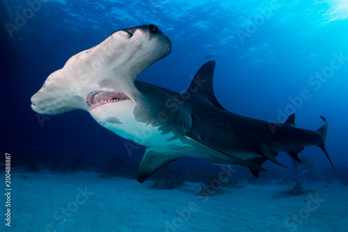 Great Hammerhead shark Bahamas
