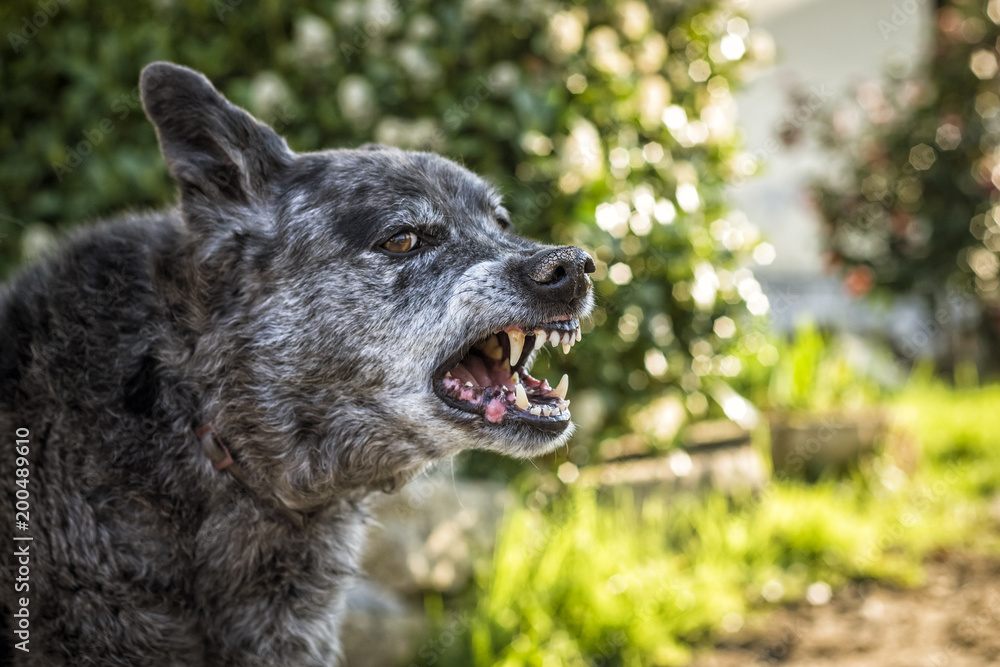Aggressive dog Aggressive dog