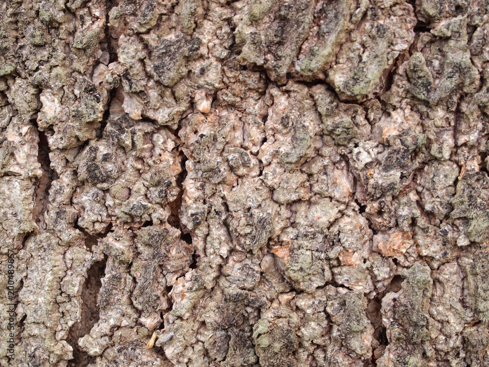Tree bark texture Tree bark texture