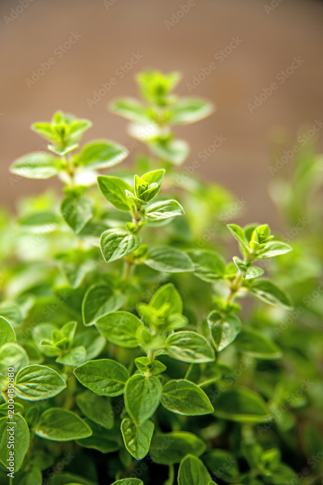 Majoram, mediterranean spice in spring Majoram, mediterranean spice in spring