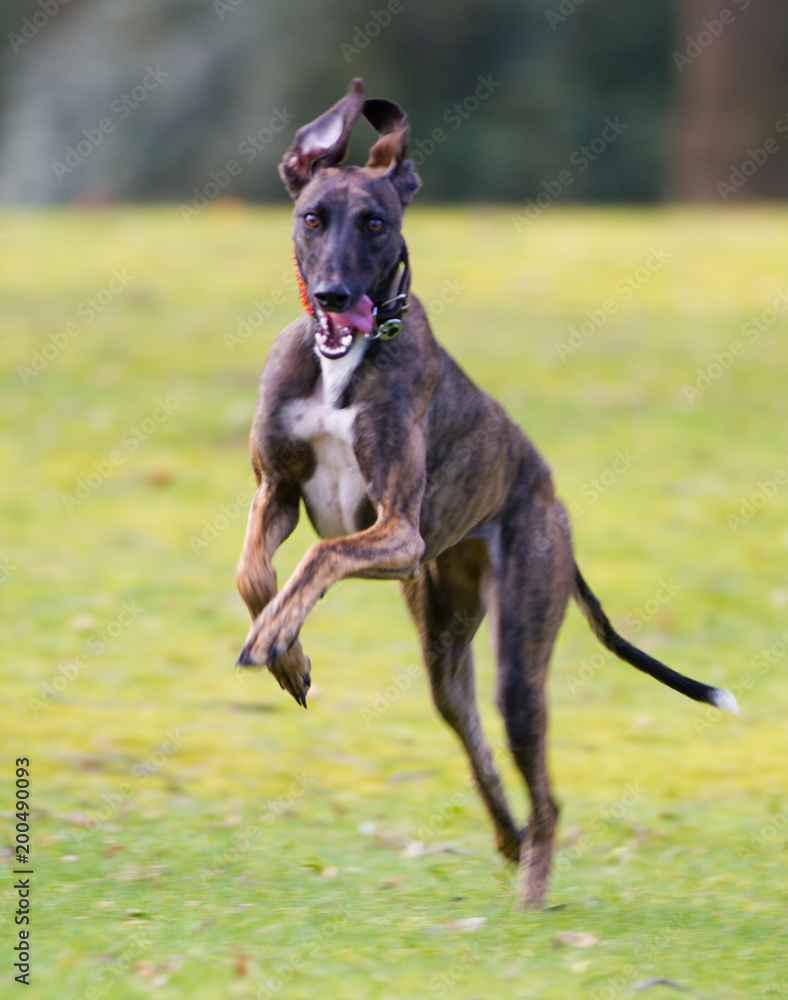 Greyhound Greyhound