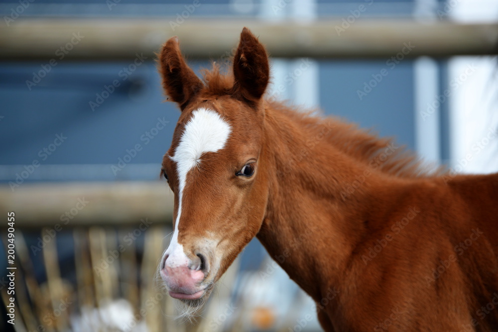 Fototapeta premium Hallo world, cute 2 days young sorrel Quarter Horse foal in portrait