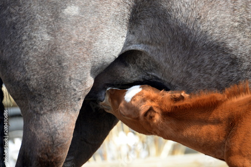 Milchbar, süßes fuchsfarbenes Fohlen trinkt bei seiner grauen Mutter, detail