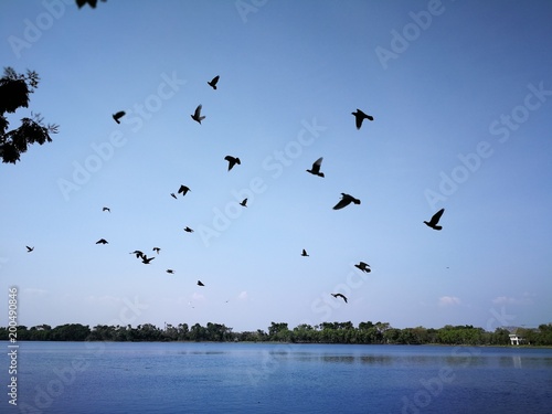 pigeon birds flying on sky nearly nature lake at thailand public park