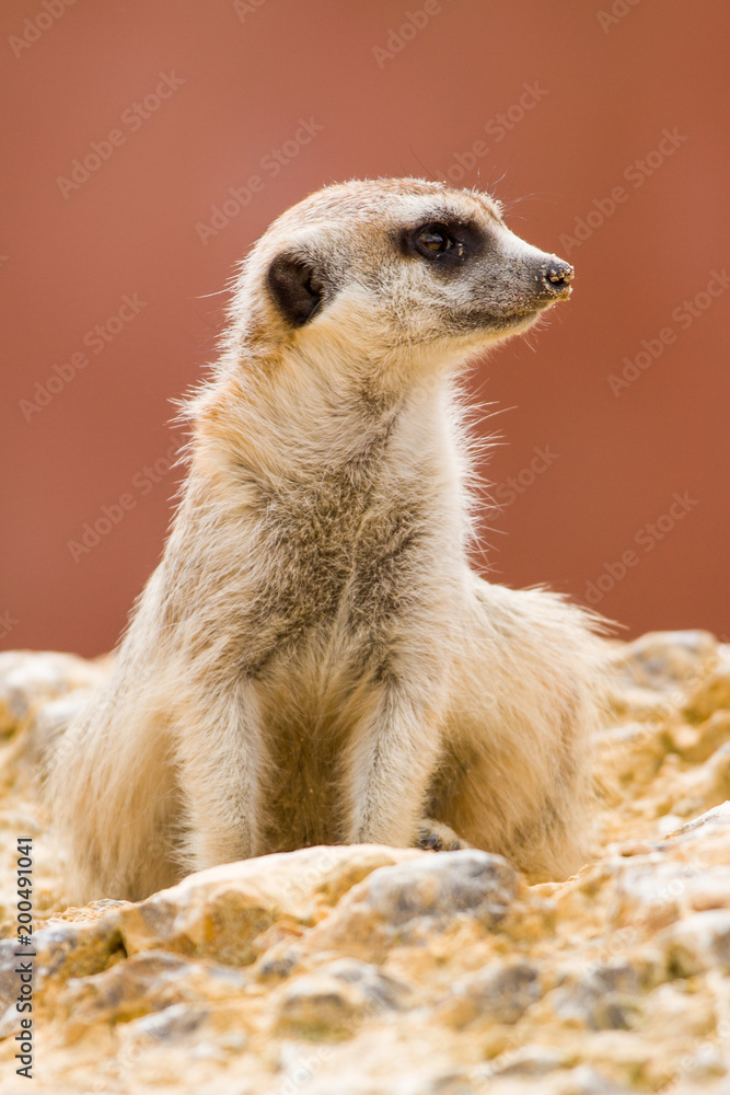 Fototapeta premium Meerkat