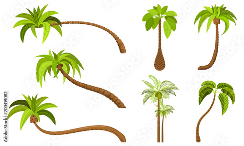 Palm trees isolated on white background. Beautiful vectro palma tree set vector illustration