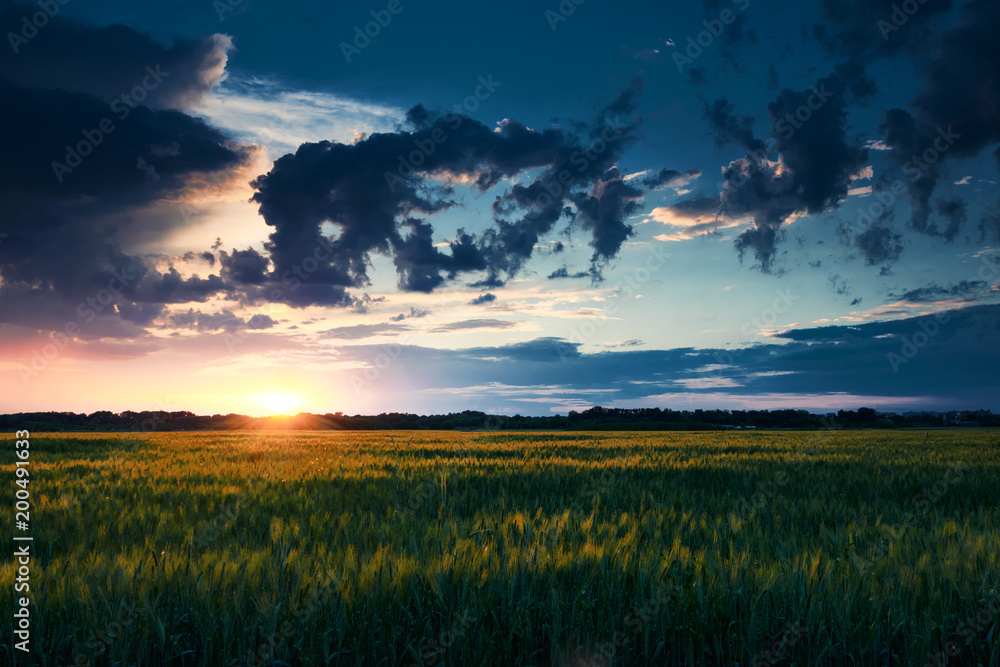 beautiful sunset in green field, summer landscape, bright colorful sky and clouds as background, green wheat