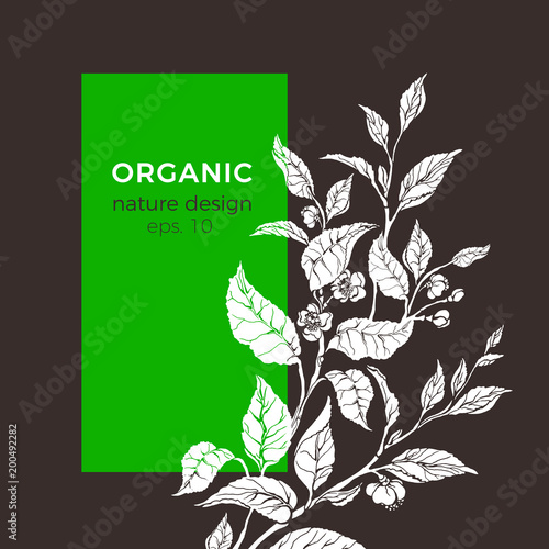 Vector floral illustration with tea leaf, flower.