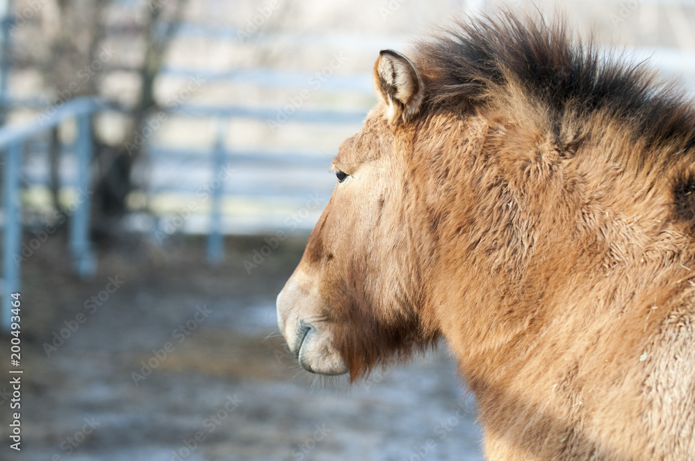 Fototapeta premium Przewalski wild horses