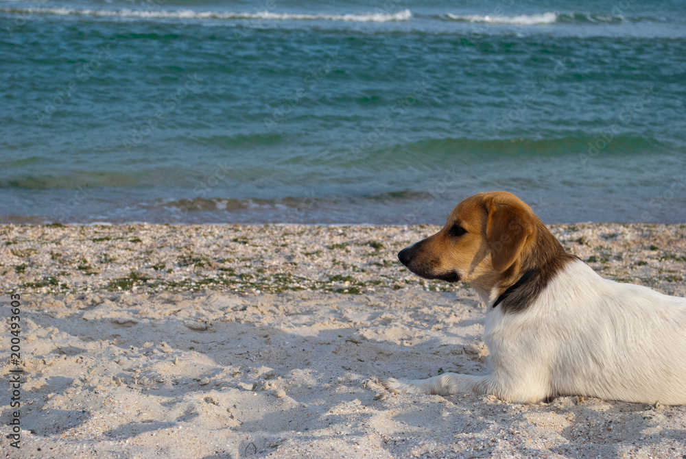 animal dog on the sea background, on the beach, sand sea ocean, sky horizon rest travel animal dog on the sea background, on the beach, sand sea ocean, sky horizon rest travel