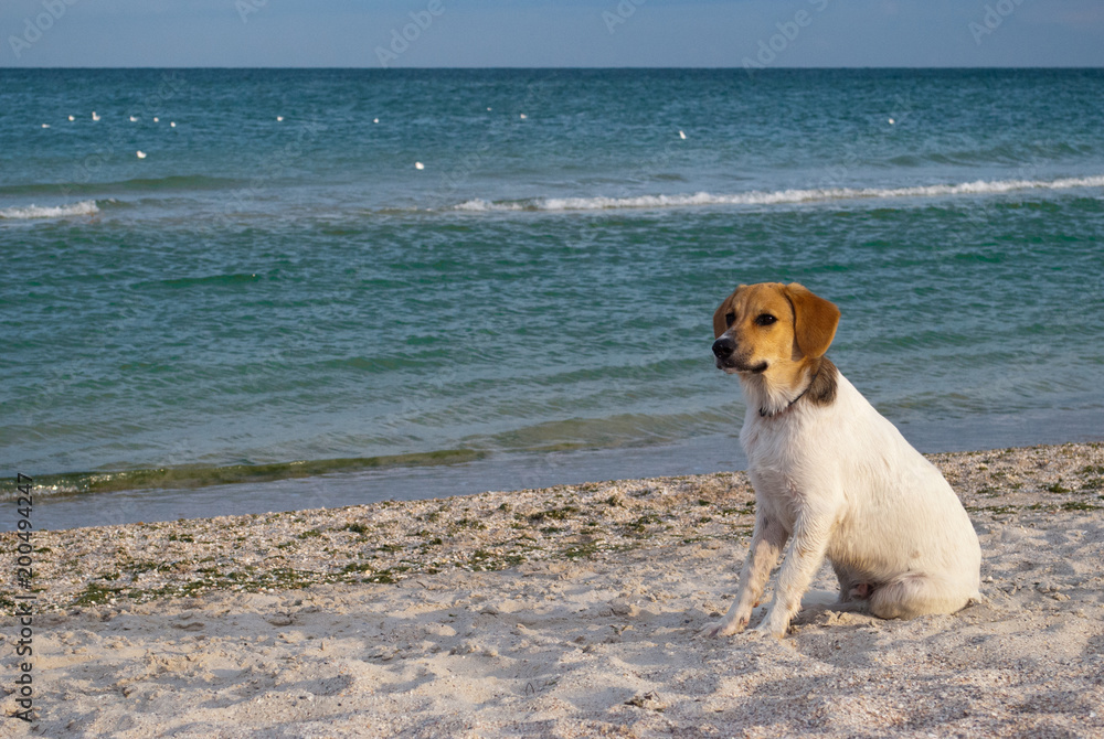 animal dog on the sea background, on the beach, sand sea ocean, sky horizon rest travel animal dog on the sea background, on the beach, sand sea ocean, sky horizon rest travel