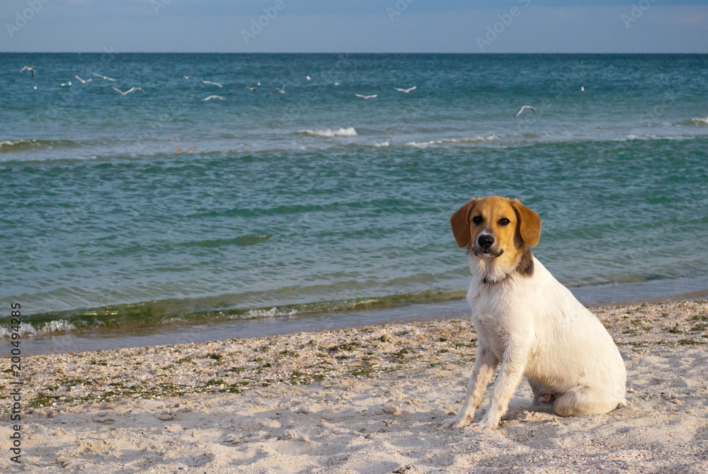 animal dog on the sea background, on the beach, sand sea ocean, sky horizon rest travel animal dog on the sea background, on the beach, sand sea ocean, sky horizon rest travel