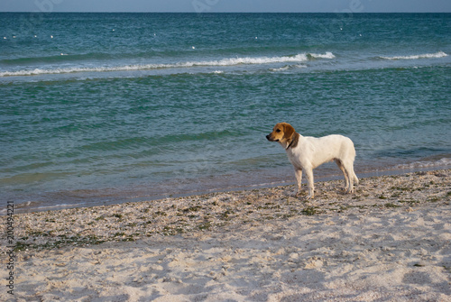 Fototapeta Naklejka Na Ścianę i Meble -  animal dog on the sea background, on the beach, sand sea ocean, sky horizon rest travel