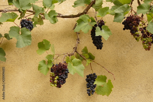 Bunches of different color grapes.