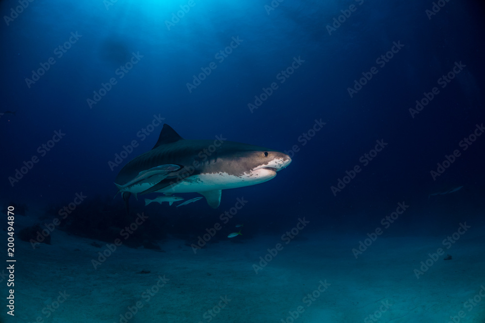 Fototapeta premium Tiger shark Bahamas