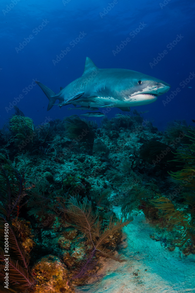 Naklejka premium Tiger shark Bahamas