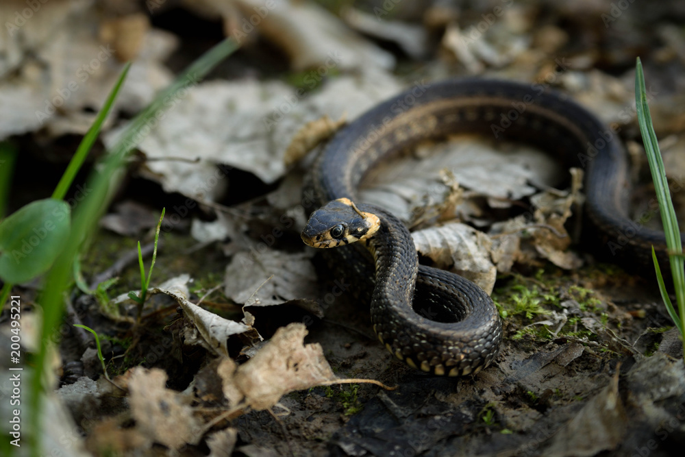 Obraz premium Natrix, Snake, Colubridae in the forest, close up.