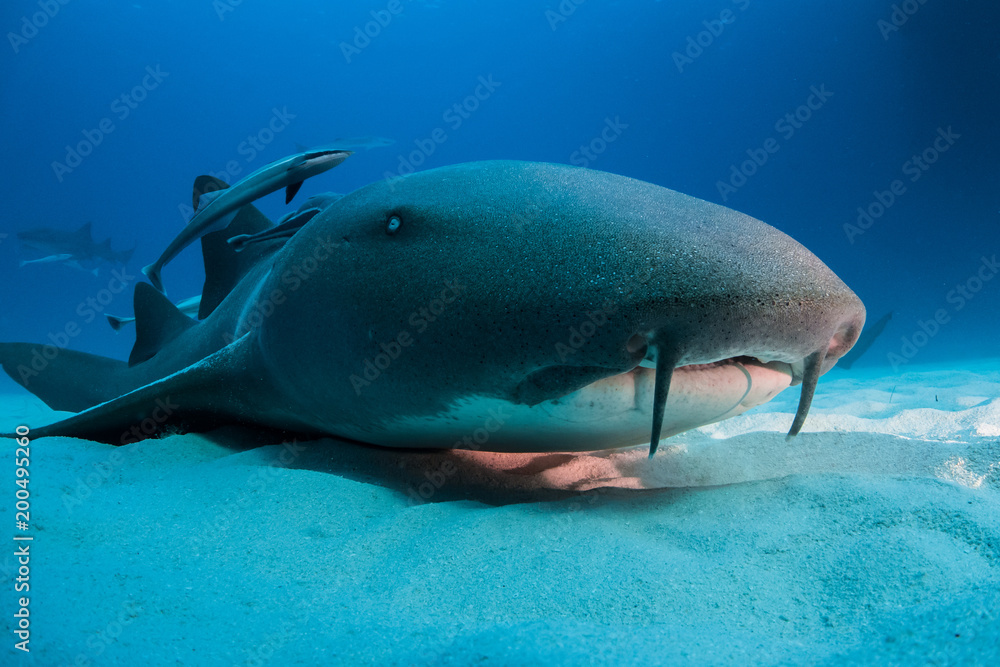 Naklejka premium Nurse shark bahamas bimini