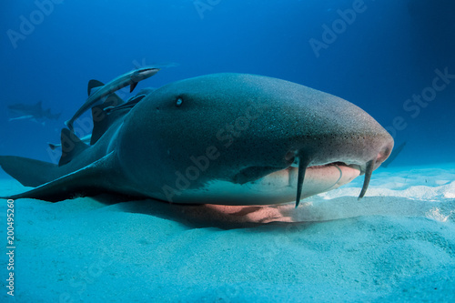 Nurse shark bahamas bimini