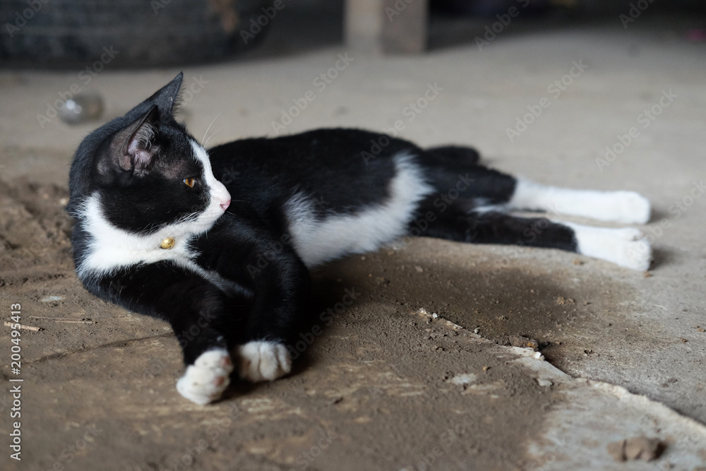 the kittten black and white at home.